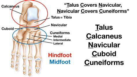 foot anatomy tarsal bone mnemonic names labeled diagram location