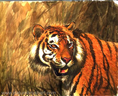 naturebrushartcom making  watercolor tiger