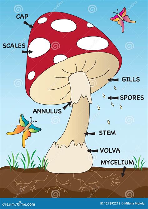 mushroom structure  school stock illustration illustration  mushy volva