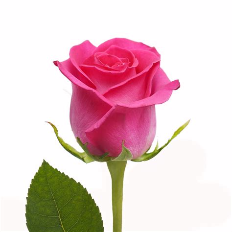 hot pink roses  cm fresh cut  stems walmartcom