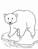 Polar Ijsbeer Arctic Kleurplaten Urso Polaire Gethighit Ours Activité Getdrawings Disimpan 출처 Artic sketch template