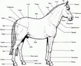 Coloring Horse Anatomy Printable Pages Book Explore Info sketch template