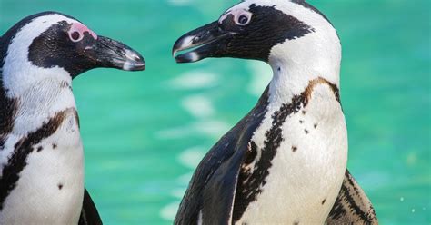 gay penguins prove that love is winning the dodo