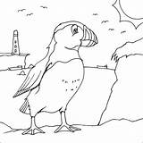 Puffin Coloring Colouring Printable Pages Atlantic Colour Quilts Animal Quilt 04kb 553px Choose Board sketch template
