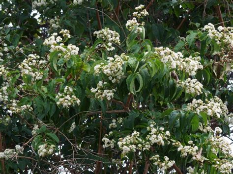 heptacodium  son care tips  growing  son trees