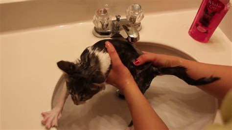 Kitten Gets A Bath Youtube