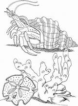 Coloring Pages Seabed Crab Hermit Print Line sketch template
