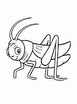 Heuschrecke Sprinkhaan Ausmalbilder Sprinkhanen Ausmalbild Heuschrecken Grasshopper sketch template