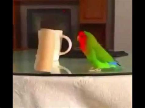 parrot meets bottle flipping youtube