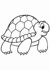 Tortoise Tartaruga Disegno Colorato Tartarughe Turtle Coloringbay Gopher sketch template