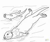 Otter Sea Coloring Pages Printable Drawing Otters Color River Supercoloring Animal Line Getdrawings Crafts Sheets Choose Board Categories Select Category sketch template