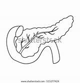 Pancreas sketch template