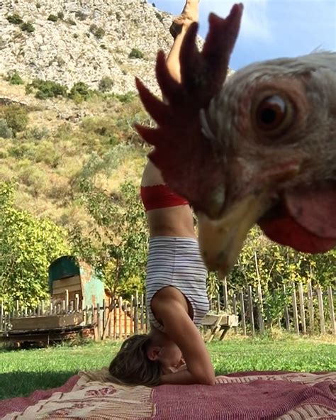 chicken rudely interrupts ladies yoga session hes