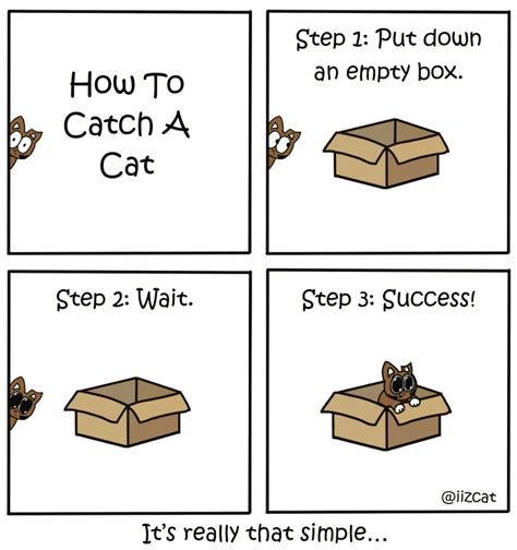 catch  cat