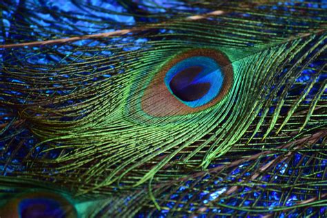 peacock feathers   stock photo public domain pictures