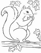 Squirrel Kathy sketch template