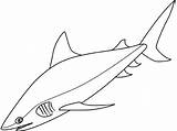 Shark Coloring Bull Realistic Drawing Mako Designlooter sketch template