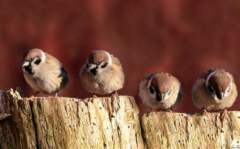 Sparrows Birds Close Up Wallpaper 1680x1050 14307