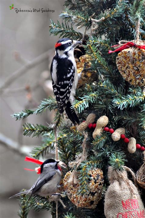 rebeccas bird gardens blog  christmas tree   birds