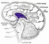 Brain Gland Pineal Diagram Cave Vision Center Medical Pituitary Anatomy Brahma Energy Human Choose Board Healing sketch template