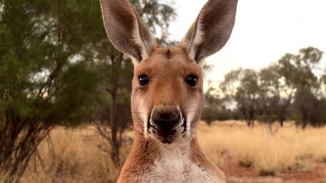 kangaroo  love hate story