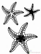 Starfish Rozgwiazda Kolorowanki Dzieci Bestcoloringpagesforkids Coloringbay Xcolorings sketch template