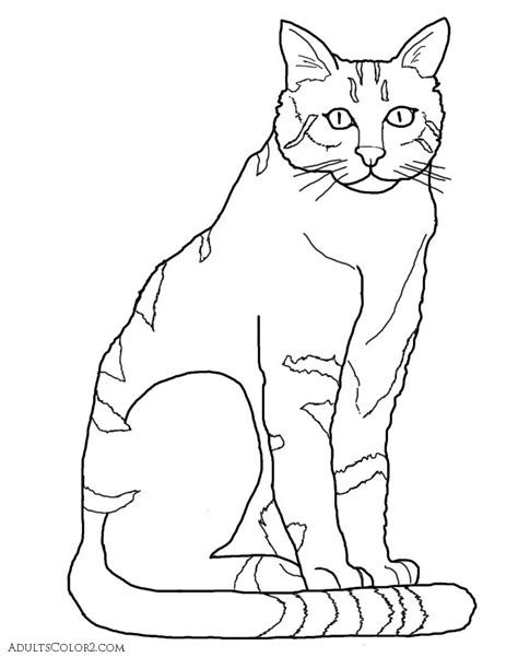 big cat coloring page  printable cat coloring pages  kids