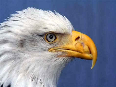 picture haliaeetus leucocephalus bald eagle details  close face