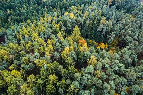 herfst bos bos antenne herfst vallen van boven groen natuur