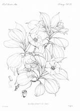 Coloring Botanical Pages Adult Sheets Botany Colouring Printable Adults sketch template