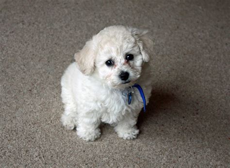 bichon frise dog breed pictures  images
