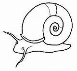 Snail Drawing Realistic Clipartmag sketch template
