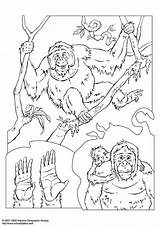 Coloring Orangutan Pages Printable Edupics Books sketch template