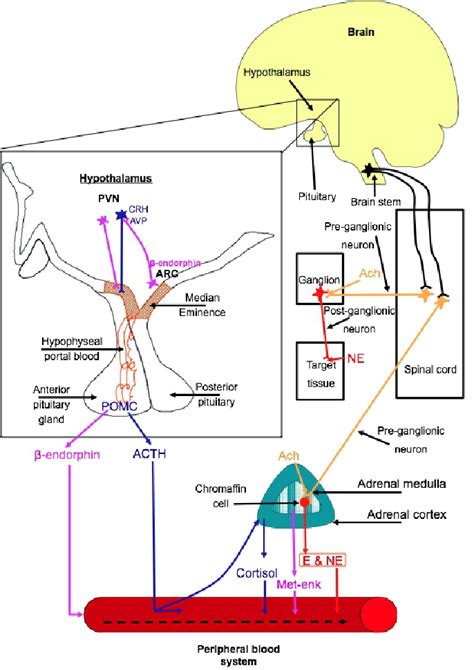 Schematic Diagram Of The Sympatho Adrenal Medullary System
