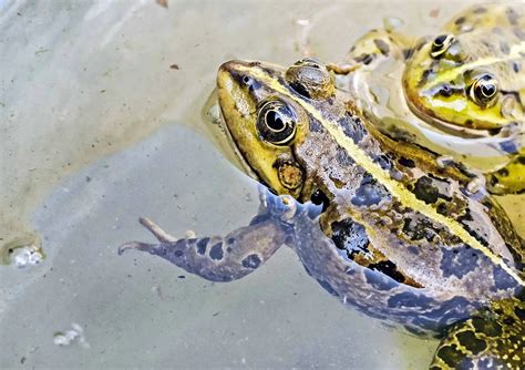 common pet frogs   setup