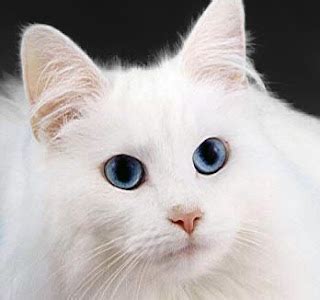 tonks tail err tale white cats star trek  deafness
