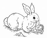 Bunny Kaninchen Lop Pasen Eared Mandalas Kleurplaat Coelhos Pascoa Kleurplaten Rabbits Topkleurplaat Everfreecoloring Coloringhome sketch template