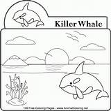 Coloring Orca Whale Pages Library Clipart Printable Popular sketch template