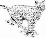Coloring Lynx Pages Bobcat Printable Animal Big Supercoloring Cats Results Print Silhouettes sketch template