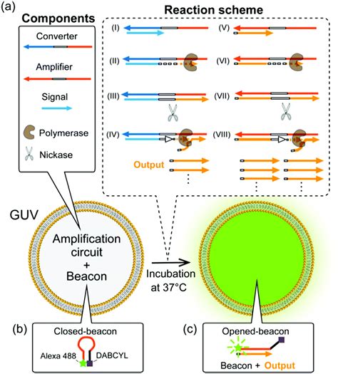 isothermal amplification  specific dna molecules  giant unilamellar vesicles chemical