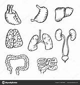 Organs Human Internal Hand Drawn Drawing Heart Lungs Kidneys Stomach Icons Set Liver Digestive Getdrawings sketch template