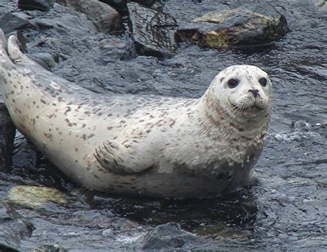 harbor seals animals amazing facts latest pictures  wildlife