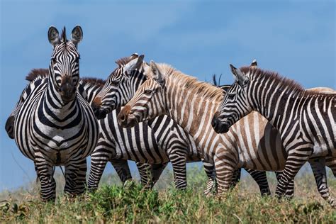 zebra  zebra habitat  zebras  biology