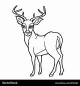 Deer Coloring Cartoon Cute Vector Royalty sketch template