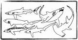 Shark Coloring Pages Sharks Printable Filminspector Hammerhead Which Jobilize sketch template
