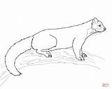 Marten Pine Coloring Pages Drawing Printable Dot Crafts sketch template