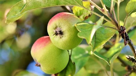 menanam apel malang  mudah dropshipercoid