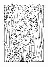 Coloring Narcissus sketch template