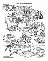 Coloring Wetland Animals Close Drawing Water Labeled Getdrawings sketch template