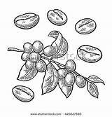 Berries Loquat Designlooter Beans sketch template